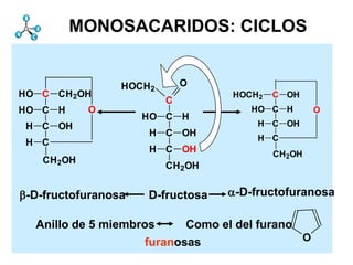 Monosacáridos         Estructura
         MONOSACARIDOS: CICLOS


                 HOCH 2       O
HO C CH 2OH                        HOCH2   C OH
                          C
HO C H      O                         HO C H       O
                     HO C H
 H C OH                                 H C OH
                      H C OH            H C
 H C
                      H C OH               CH2OH
   CH 2OH
                          CH 2OH


b-D-fructofuranosa   D-fructosa    a-D-fructofuranosa

  Anillo de 5 miembros      Como el del furano
                     furanosas                 O
 