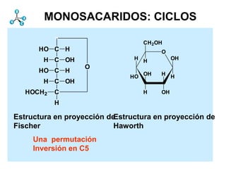 Monosacáridos                Estructura
        MONOSACARIDOS: CICLOS

                                    CH 2OH
      HO C H                               O
        H C OH                  H H             OH
                   O
      HO C H                        OH     H H
                               HO
        H C OH
   HOCH2   C                        H      OH
           H

Estructura en proyección deEstructura en proyección de
Fischer                    Haworth
     Una permutación
     Inversión en C5
 