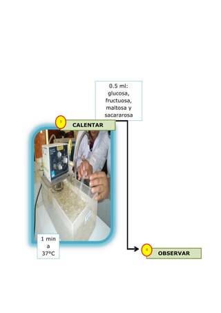 0.5 ml:
                        glucosa,
                       fructuosa,
                       maltosa y
                       sacararosa
        3
            CALENTAR




1 min
  a
                                    4
37°C                                    OBSERVAR
 