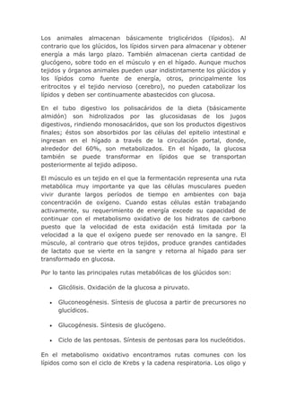 Los animales almacenan básicamente triglicéridos (lípidos). Al
contrario que los glúcidos, los lípidos sirven para almacenar y obtener
energía a más largo plazo. También almacenan cierta cantidad de
glucógeno, sobre todo en el músculo y en el hígado. Aunque muchos
tejidos y órganos animales pueden usar indistintamente los glúcidos y
los lípidos como fuente de energía, otros, principalmente los
eritrocitos y el tejido nervioso (cerebro), no pueden catabolizar los
lípidos y deben ser continuamente abastecidos con glucosa.

En el tubo digestivo los polisacáridos de la dieta (básicamente
almidón) son hidrolizados por las glucosidasas de los jugos
digestivos, rindiendo monosacáridos, que son los productos digestivos
finales; éstos son absorbidos por las células del epitelio intestinal e
ingresan en el hígado a través de la circulación portal, donde,
alrededor del 60%, son metabolizados. En el hígado, la glucosa
también se puede transformar en lípidos que se transportan
posteriormente al tejido adiposo.

El músculo es un tejido en el que la fermentación representa una ruta
metabólica muy importante ya que las células musculares pueden
vivir durante largos períodos de tiempo en ambientes con baja
concentración de oxígeno. Cuando estas células están trabajando
activamente, su requerimiento de energía excede su capacidad de
continuar con el metabolismo oxidativo de los hidratos de carbono
puesto que la velocidad de esta oxidación está limitada por la
velocidad a la que el oxígeno puede ser renovado en la sangre. El
músculo, al contrario que otros tejidos, produce grandes cantidades
de lactato que se vierte en la sangre y retorna al hígado para ser
transformado en glucosa.

Por lo tanto las principales rutas metabólicas de los glúcidos son:

      Glicólisis. Oxidación de la glucosa a piruvato.

      Gluconeogénesis. Síntesis de glucosa a partir de precursores no
      glucídicos.

      Glucogénesis. Síntesis de glucógeno.

      Ciclo de las pentosas. Síntesis de pentosas para los nucleótidos.

En el metabolismo oxidativo encontramos rutas comunes con los
lípidos como son el ciclo de Krebs y la cadena respiratoria. Los oligo y
 
