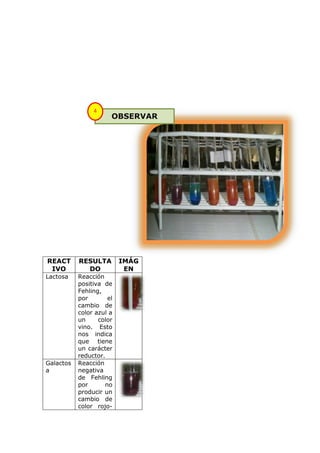 4
                      OBSERVAR




REACT      RESULTA        IMÁG
 IVO         DO            EN
Lactosa    Reacción
           positiva de
           Fehling,
           por       el
           cambio de
           color azul a
           un     color
           vino. Esto
           nos indica
           que tiene
           un carácter
           reductor.
Galactos   Reacción
a          negativa
           de Fehling
           por      no
           producir un
           cambio de
           color rojo-
 