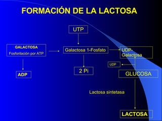GALACTOSA Fosforilación por ATP ADP Galactosa 1-Fosfato UTP 2 Pi UDP-Galactosa GLUCOSA UDP Lactosa sintetasa LACTOSA  FORMACIÓN DE LA LACTOSA  