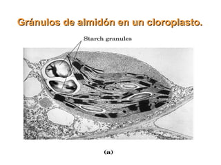 Gránulos de almidón en un cloroplasto.   