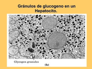 Gránulos de glucogeno en un Hepatocito. 