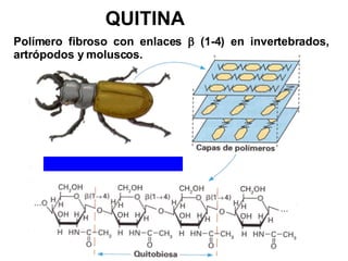 QUITINA Polímero fibroso con enlaces    (1-4) en invertebrados, artrópodos y moluscos.  