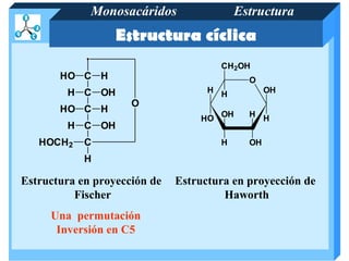 Monosacáridos                  Estructura
                  Estructura cíclica
                                       CH 2OH
       HO C H                                 O
        H C OH                      H H            OH
                     O
       HO C H                          OH     H H
                                  HO
        H C OH
   HOCH2    C                          H      OH
            H

Estructura en proyección de   Estructura en proyección de
          Fischer                      Haworth
     Una permutación
      Inversión en C5
 