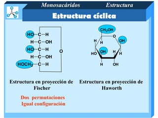 Monosacáridos                  Estructura
                  Estructura cíclica
                                       CH 2OH
       HO C H                                 O
        H C OH                      H H            OH

       HO C H        O                 OH     H H
                                  HO
        H C OH
   HOCH2    C H                        H      OH



Estructura en proyección de   Estructura en proyección de
          Fischer                      Haworth
    Dos permutaciones
    Igual configuración
 