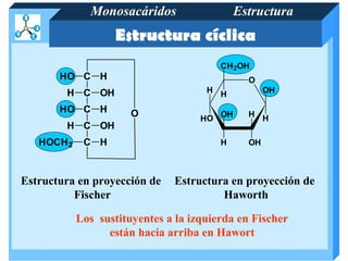 Monosacáridos                    Estructura
                  Estructura cíclica
                                         CH 2OH
       HO C H                                   O
        H C OH                       H H             OH

       HO C H         O                  OH     H H
                                    HO
        H C OH
   HOCH2    C H                          H      OH



Estructura en proyección de   Estructura en proyección de
          Fischer                      Haworth

           Los sustituyentes a la izquierda en Fischer
                 están hacia arriba en Hawort
 