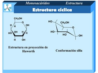 Monosacáridos              Estructura
                    Estructura cíclica
     CH 2OH
          O                   HO       CH2OH
 H H           OH
                                               O
     OH   H H                  HO
HO
                                        HO         OH
     H    OH


Estructura en proyección de
         Haworth                    Conformación silla
 