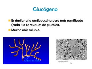 Glucógeno
Es similar a la amilopectina pero más ramificado
(cada 8 o 12 residuos de glucosa).
Mucho más soluble.
 