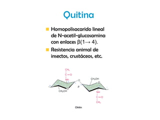 Quitina
Homopolisacarido lineal
de N-acetil-glucosamina
con enlaces β(1→ 4).
Resistencia animal de
insectos, crustáceos, etc.
 