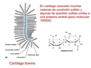 En cartilago coexisten muchas
                   cadenas de condroitín sulfato y
                   algunas de queratan sulfato unidas a
                   una proteína central (peso molecular
                   190000)




Cartílago bovino
 
