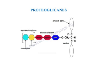 PROTEOGLICANES
 