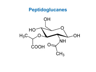 Peptidoglucanes
 