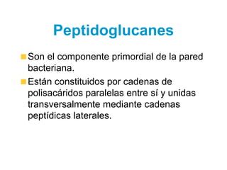 Peptidoglucanes
Son el componente primordial de la pared
bacteriana.
Están constituidos por cadenas de
polisacáridos paralelas entre sí y unidas
transversalmente mediante cadenas
peptídicas laterales.
 