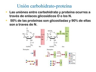 Unión carbohidrato-proteína
• Las uniónes entre carbohidrato y proteína ocurres a
  través de enlaces glicosídicos O o los N.
• 50% de las proteínas son glicosiladas y 90% de ellas
  son a traves de N.
 