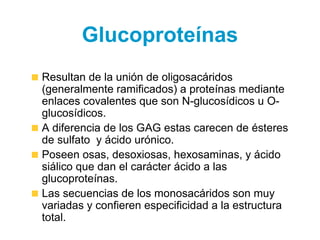Glucoproteínas
Resultan de la unión de oligosacáridos
(generalmente ramificados) a proteínas mediante
enlaces covalentes que son N-glucosídicos u O-
glucosídicos.
A diferencia de los GAG estas carecen de ésteres
de sulfato y ácido urónico.
Poseen osas, desoxiosas, hexosaminas, y ácido
siálico que dan el carácter ácido a las
glucoproteínas.
Las secuencias de los monosacáridos son muy
variadas y confieren especificidad a la estructura
total.
 