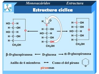 Monosacáridos                 Estructura
                    Estructura cíclica

                         H       O
HO C H                                       H C OH
                             C
 H C OH                                      H C OH
                         H C OH                             O
            O                               HO C H
HO C H
                       HO C H
 H C OH                                      H C OH
                         H C OH
 H C                                         H C
                         H C OH
    CH2OH                                       CH2OH
                             CH2OH


β-D-glucopiranosa         D-glucosa      α-D-glucopiranosa

  Anillo de 6 miembros           Como el del pirano
                                                        O
                         piranosas
 