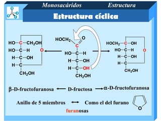 Monosacáridos                Estructura
                  Estructura cíclica

                     HOCH2       O
HO C CH2OH                                HOCH 2   C OH
                             C
HO C H      O                                HO C H            O
                        HO C H
 H C OH                                        H C OH
                          H C OH
                                               H C
 H C
                          H C OH                   CH2OH
    CH2OH
                             CH2OH


β-D-fructofuranosa        D-fructosa     α-D-fructofuranosa

   Anillo de 5 miembros          Como el del furano
                                                           O
                          furanosas
 
