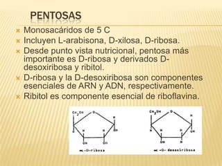 PENTOSAS
 Monosacáridos de 5 C
 Incluyen L-arabisona, D-xilosa, D-ribosa.
 Desde punto vista nutricional, pentosa más
importante es D-ribosa y derivados D-
desoxiribosa y ribitol.
 D-ribosa y la D-desoxiribosa son componentes
esenciales de ARN y ADN, respectivamente.
 Ribitol es componente esencial de riboflavina.
 