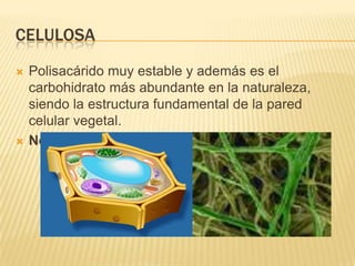 CELULOSA
 Polisacárido muy estable y además es el
carbohidrato más abundante en la naturaleza,
siendo la estructura fundamental de la pared
celular vegetal.
 No es digerible.
 