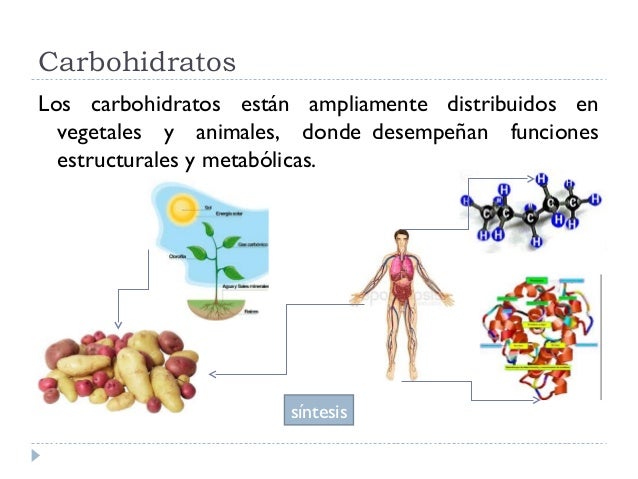 Que Funcion Tienen Los Carbohidratos Simples En Los Seres Vivos