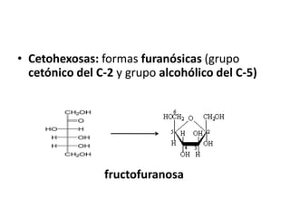 • Cetohexosas: formas furanósicas (grupo
cetónico del C-2 y grupo alcohólico del C-5)
fructofuranosa
 