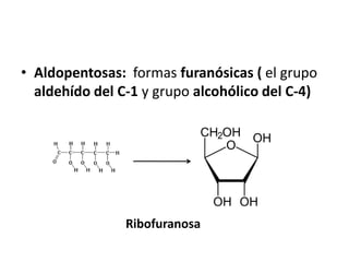 • Aldopentosas: formas furanósicas ( el grupo
aldehído del C-1 y grupo alcohólico del C-4)
Ribofuranosa
 