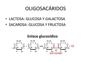 OLIGOSACÁRIDOS
• LACTOSA: GLUCOSA Y GALACTOSA
• SACAROSA: GLUCOSA Y FRUCTOSA
Enlace glucosídico
 