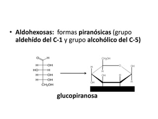 • Aldohexosas: formas piranósicas (grupo
aldehído del C-1 y grupo alcohólico del C-5)
glucopiranosa
 