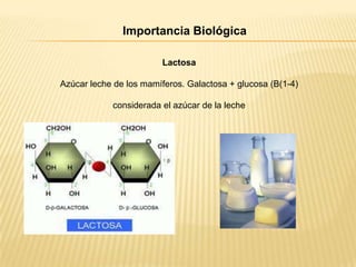 Importancia Biológica
Lactosa

Azúcar leche de los mamíferos. Galactosa + glucosa (B(1-4)
considerada el azúcar de la leche

 