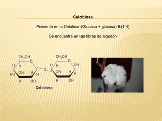 Celobiosa
Presente en la Celulosa (Glucosa + glucosa) B(1-4)
Se encuentra en las fibras de algodón

 