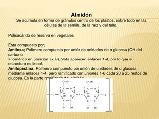 Almidón
Se acumula en forma de gránulos dentro de los plastos, sobre todo en las
células de la semilla, de la raíz y del tallo.
Polisacárido de reserva en vegetales
Esta compuesto por;
Amilosa; Polímero compuesto por unión de unidades de α glucosa (OH del
carbono
anomérico en posición axial). Sólo aparecen enlaces 1-4, por lo que su
estructura es lineal.
Amilopectina; Polímero compuesto por unión de unidades de α glucosa
mediante enlaces 1-4, pero ramificado con uniones 1-6 cada 20 a 25 restos de
glucosa. Es la parte ramificada del almidón.

 