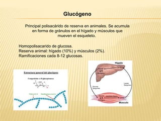 Glucógeno
Principal polisacárido de reserva en animales. Se acumula
en forma de gránulos en el hígado y músculos que
mueven el esqueleto.
Homopolisacarido de glucosa.
Reserva animal: hígado (10%) y músculos (2%).
Ramificaciones cada 8-12 glucosas.

 