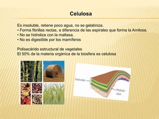 Celulosa
Es insoluble, retiene poco agua, no se gelatiniza.
• Forma fibrillas rectas, a diferencia de las espirales que forma la Amilosa.
• No se hidroliza con la maltasa.
• No es digestible por los mamíferos
Polisacárido estructural de vegetales
El 50% de la materia orgánica de la biosfera es celulosa

 