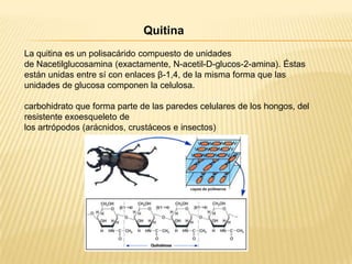 Quitina
La quitina es un polisacárido compuesto de unidades
de Nacetilglucosamina (exactamente, N-acetil-D-glucos-2-amina). Éstas
están unidas entre sí con enlaces β-1,4, de la misma forma que las
unidades de glucosa componen la celulosa.
carbohidrato que forma parte de las paredes celulares de los hongos, del
resistente exoesqueleto de
los artrópodos (arácnidos, crustáceos e insectos)

 