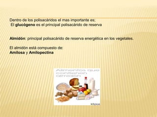 Dentro de los polisacáridos el mas importante es;
El glucógeno es el principal polisacárido de reserva

Almidón: principal polisacárido de reserva energética en los vegetales.
El almidón está compuesto de:
Amilosa y Amilopectina

 