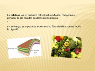 La celulosa es un polímero estructural ramificado, componente
principal de las paredes celulares de las plantas.
.
sin embargo, es importante incluirla como fibra dietética porque facilita
la digestión.

 