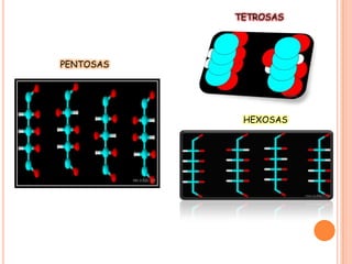 TETROSAS

PENTOSAS

HEXOSAS

 