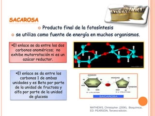 SACAROSA
Producto final de la fotosíntesis
se utiliza como fuente de energía en muchos organismos.




El enlace se da entre los dos
carbonos anoméricos; no
exhibe mutarrotación ni es un
azúcar reductor.
El enlace se da entre los
carbonos 1 de ambas
unidades y es Beta por parte
de la unidad de fructosa y
alfa por parte de la unidad
de glucosa
MATHEWS, Christopher. (2006), Bioquímica,
ED. PEARSON, Tercera edición.

 