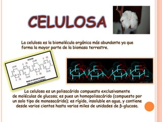 La celulosa es la biomolécula orgánica más abundante ya que
forma la mayor parte de la biomasa terrestre.

La celulosa es un polisacárido compuesto exclusivamente
de moléculas de glucosa; es pues un homopolisacárido (compuesto por
un solo tipo de monosacárido); es rígido, insoluble en agua, y contiene
desde varios cientos hasta varios miles de unidades de β-glucosa.

 