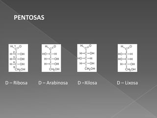 PENTOSAS

D – Ribosa

D – Arabinosa

D –Xilosa

D – Lixosa

 