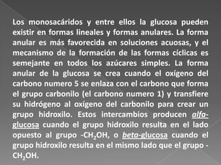 Los monosacáridos y entre ellos la glucosa pueden
existir en formas lineales y formas anulares. La forma
anular es más favorecida en soluciones acuosas, y el
mecanismo de la formación de las formas cíclicas es
semejante en todos los azúcares simples. La forma
anular de la glucosa se crea cuando el oxígeno del
carbono numero 5 se enlaza con el carbono que forma
el grupo carbonilo (el carbono numero 1) y transfiere
su hidrógeno al oxígeno del carbonilo para crear un
grupo hidroxilo. Estos intercambios producen alfaglucosa cuando el grupo hidroxilo resulta en el lado
opuesto al grupo -CH2OH, o beta-glucosa cuando el
grupo hidroxilo resulta en el mismo lado que el grupo CH2OH.

 
