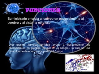 Suministrarle energía al cuerpo en especialmente al
cerebro y al sistema nervioso.

Una enzima llamada amilasa ayuda a descomponer los
carbohidratos en glucosa (azúcar en la sangre), la cual se usa
como fuente de energía por parte del cuerpo.

 