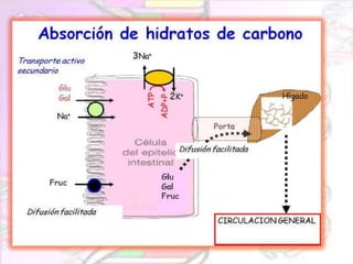 Carbohidratos