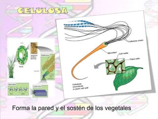 Forma la pared y el sostén de los vegetales

 