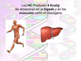 Los HC Producen 4 Kcal/g
Se almacenan en el hígado y en los
músculos como el Glucógeno

 