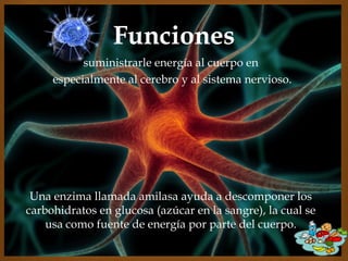 suministrarle energía al cuerpo en
especialmente al cerebro y al sistema nervioso.

Una enzima llamada amilasa ayuda a descomponer los
carbohidratos en glucosa (azúcar en la sangre), la cual se
usa como fuente de energía por parte del cuerpo.

 