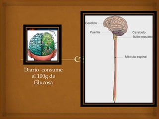 Diario consume
el 100g de
Glucosa

 