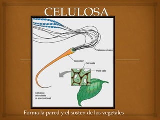 Forma la pared y el sosten de los vegetales

 
